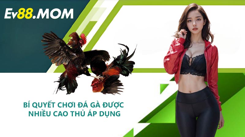 Bí Quyết Chơi Đá Gà Được Nhiều Cao Thủ Áp Dụng