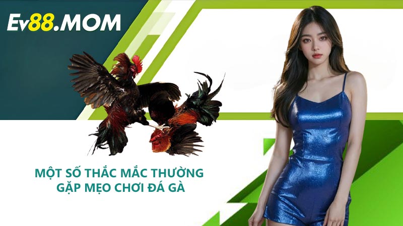 Một Số Thắc Mắc Thường Gặp Mẹo Chơi Đá Gà