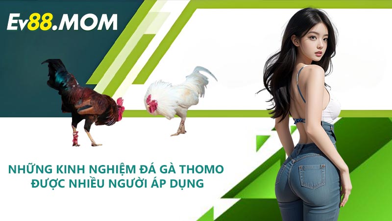 Những Kinh Nghiệm Đá Gà Thomo Được Nhiều Người Áp Dụng
